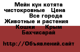 Мейн-кун котята чистокровные › Цена ­ 25 000 - Все города Животные и растения » Кошки   . Крым,Бахчисарай